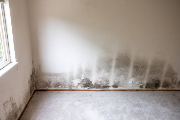 Professional Mold Removal in De Leon, TX